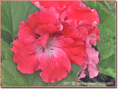 Pelargonium 'Orange Parfait'