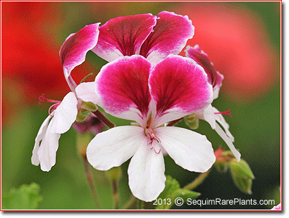 Pelargonium “Pansy Face”