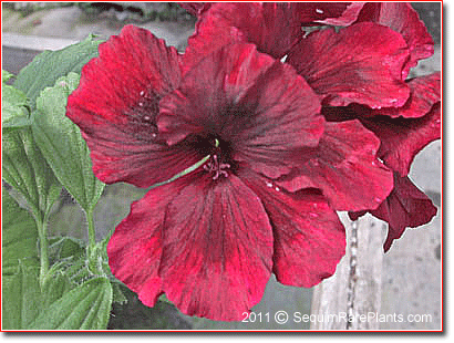 Pelargonium 'Rogue'