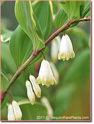 flowers of Polygonatum odoratum 'Variegatum'