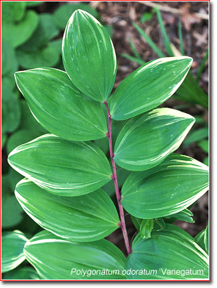 Solomon's seal, Polygonatum odoratum 'Variegatum'