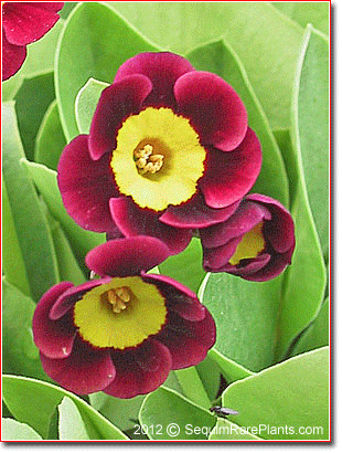 Primula auricula 'Andrea Julie'