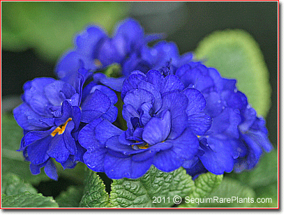 Primula 'Cobalt Blue'