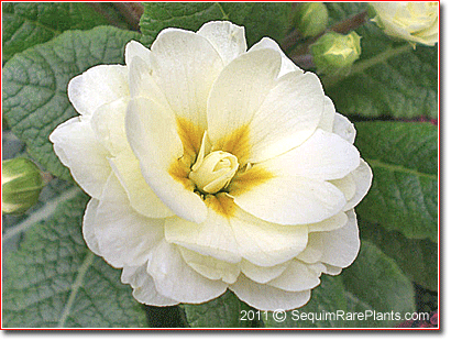 Primula 'Belarina Cream'