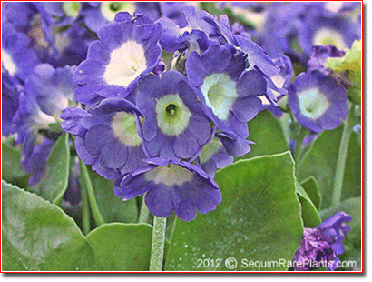 Primula auricula 'Chehalis Blue'