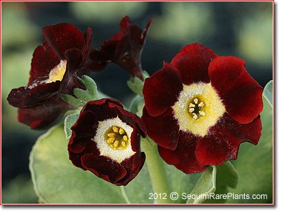 Primula auricula 'Dale's Red'