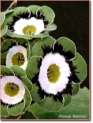 Primula auricula 'Marmion'