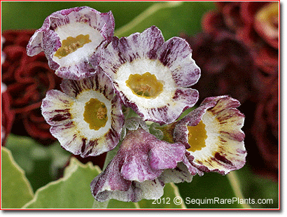 Primula auricula 'Orwell Tiger'
