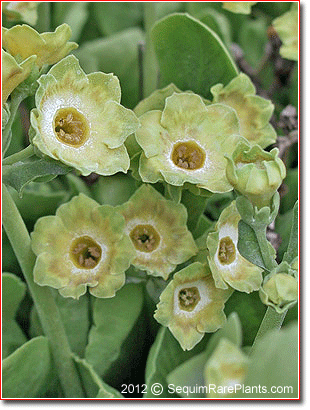Primula auricula 'Parakeet'