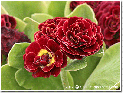 double red Primula auricula 'Pegasus'