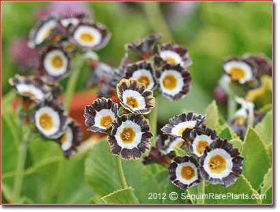 Primula auricula 'RN-25'