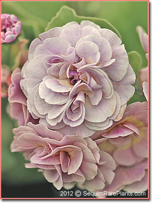 Primula auricula 'Susannah'
