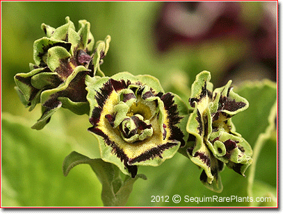 Primula auricula 'Sword'