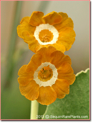 Primula 'Brazil'