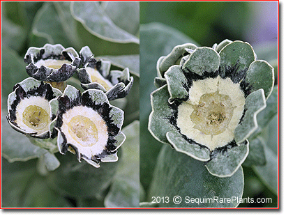 Primula 'Cornmeal'