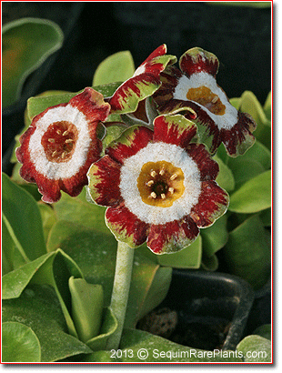 Primula 'Green Shank'
