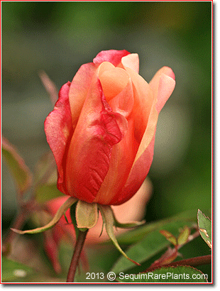 Rosa 'Mutabilis'