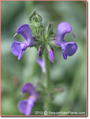 Salvia canescens var. daghestanica