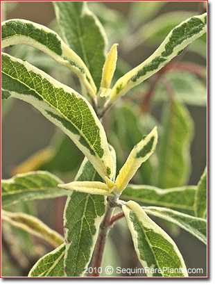 Salvia leucophylla 'Variegata'