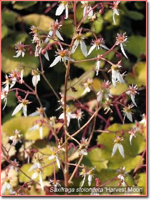 flowers of Saxifraga stolonifera 'Harvest Moon'