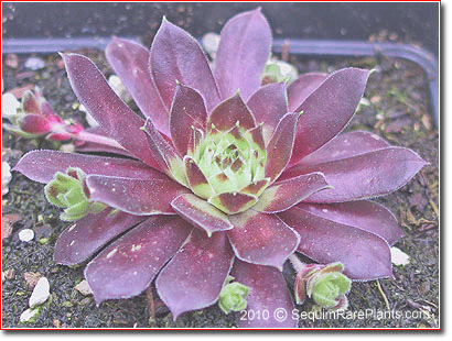 Sempervivum 'Black Mountain'
