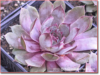 Sempervivum 'Blue Boy'