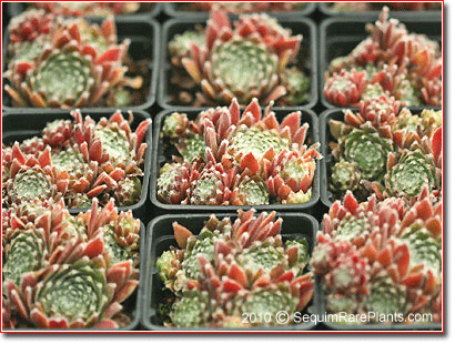 Sempervivum 'Icicle'