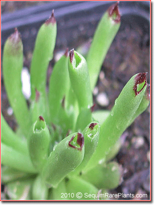 Sempervivum 'Oddity'