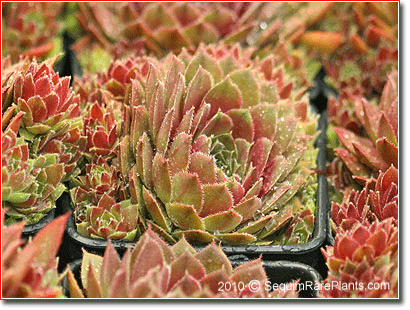Sempervivum 'Rojin'
