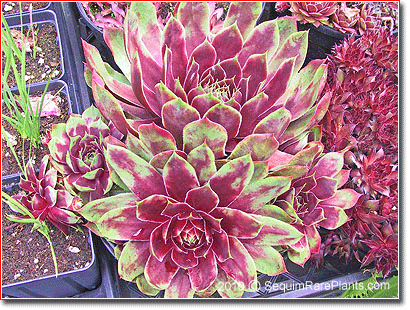 Sempervivum 'Rouge'