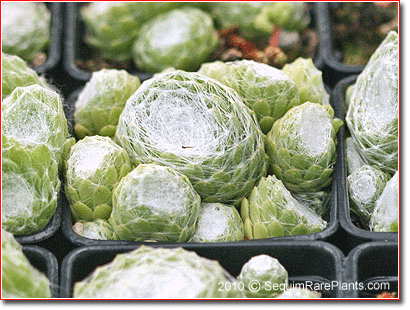 Sempervivum 'Silver Olympic'