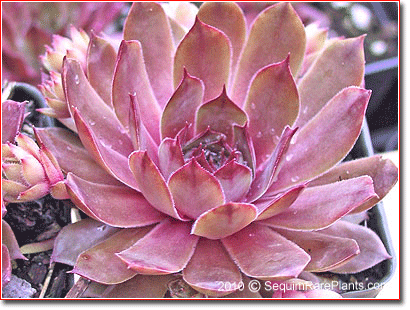 Sempervivum 'Starshine'