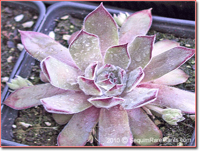 Sempervivum 'Tracy Sue'