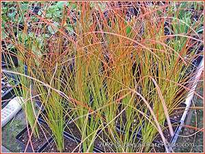 Carex testacea