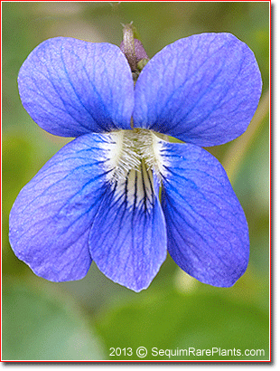 Viola odorata blue