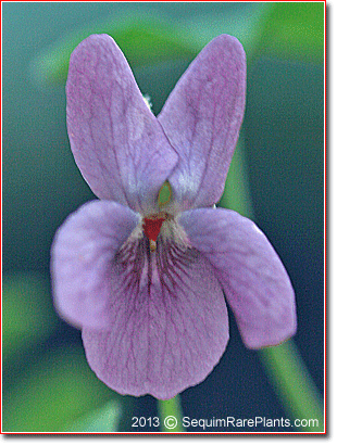 Viola odorata (mauve)