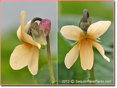 apricot flowers of Viola odorata ssp. sulfurea