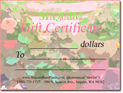 gift certificate