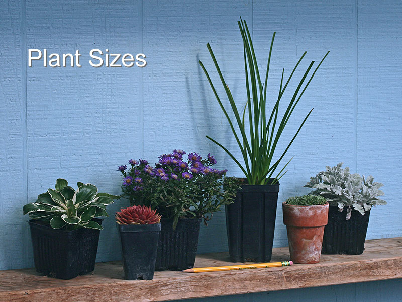Our plants are grown in the sizes of pots illustrated in this picture.