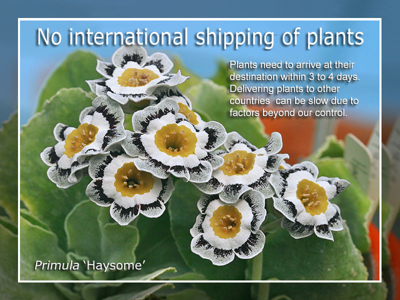 We no longer are sending plants to other countries. The reason is that the plants need to arrive at their destination within three to four days. Even if the fastest, most expensive choice of delivery is chosen, the delivery can be slow due to factors beyond our control.