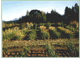 rows of perennials for Olympic Coast Garden