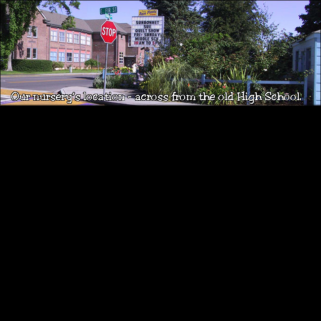 beautiful downtown Sequim